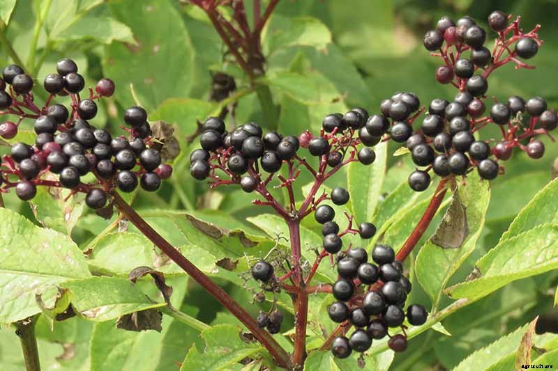 Combat Cold Season Naturally with Herbs and Plants from the Garden