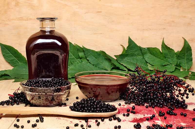 Combat Cold Season Naturally with Herbs and Plants from the Garden