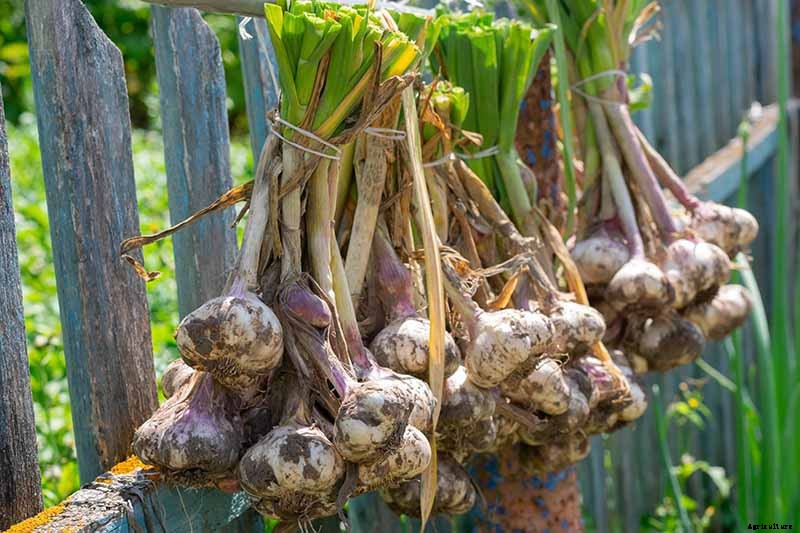 Combat Cold Season Naturally with Herbs and Plants from the Garden