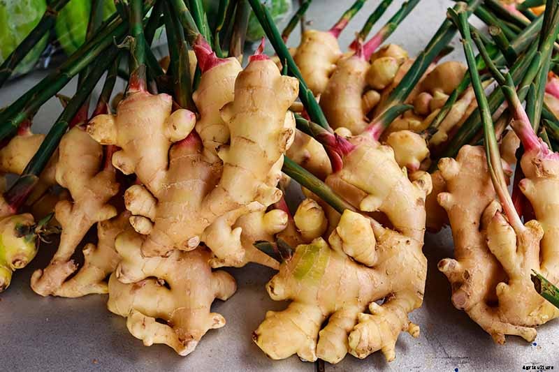 Combat Cold Season Naturally with Herbs and Plants from the Garden