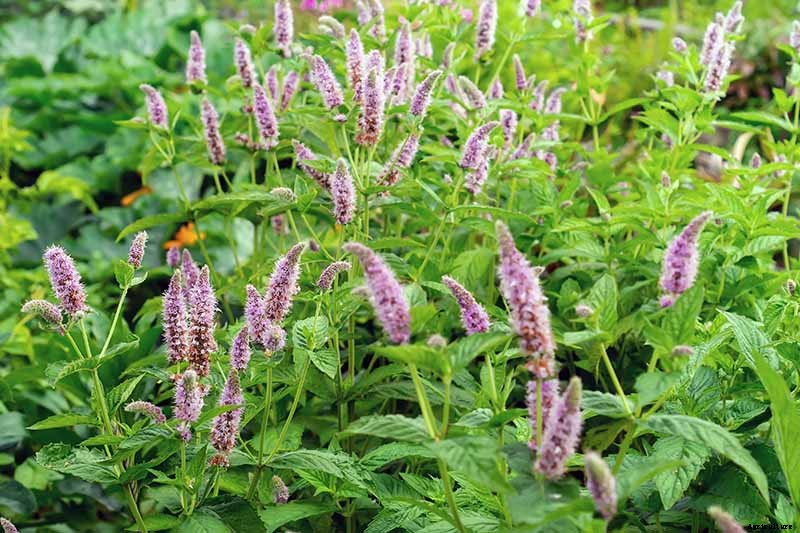 Combat Cold Season Naturally with Herbs and Plants from the Garden