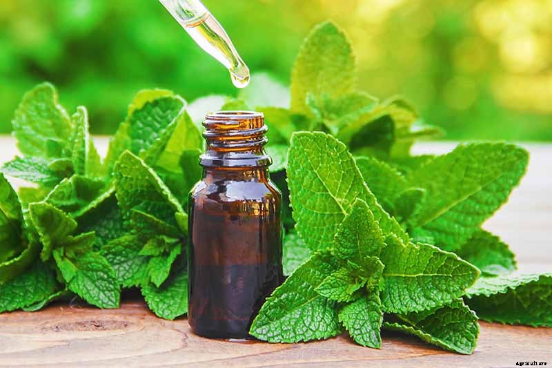 Combat Cold Season Naturally with Herbs and Plants from the Garden