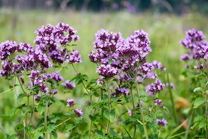 Combat Cold Season Naturally with Herbs and Plants from the Garden