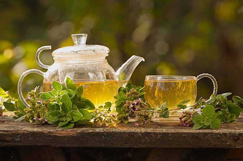 Combat Cold Season Naturally with Herbs and Plants from the Garden