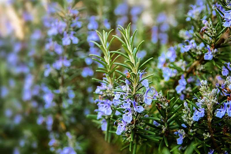 Combat Cold Season Naturally with Herbs and Plants from the Garden