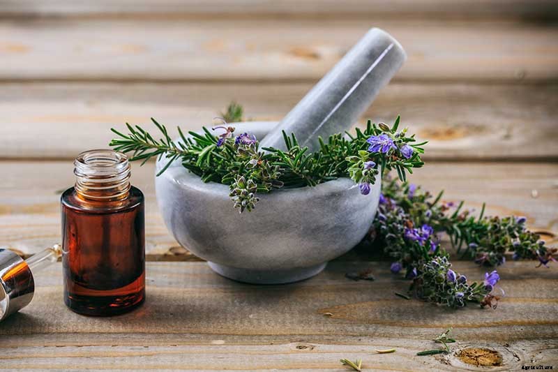 Combat Cold Season Naturally with Herbs and Plants from the Garden