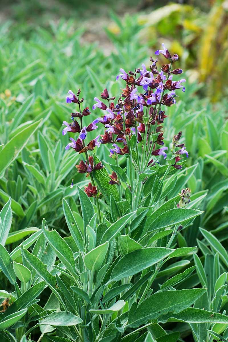 Combat Cold Season Naturally with Herbs and Plants from the Garden