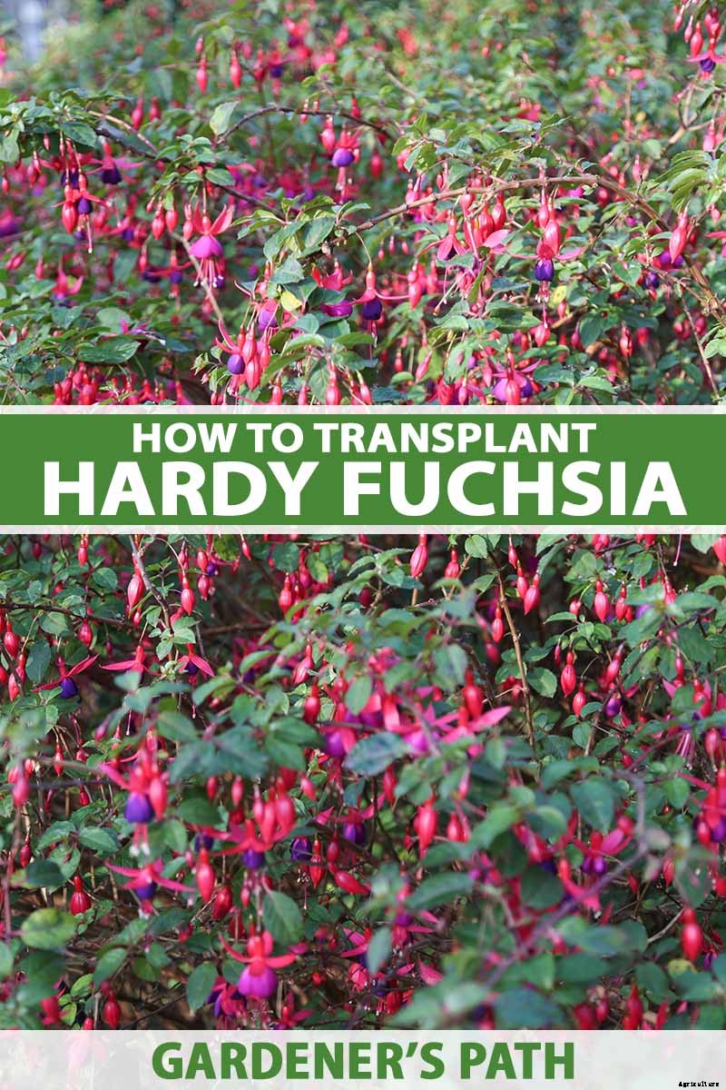 How and When to Transplant Hardy Fuchsia