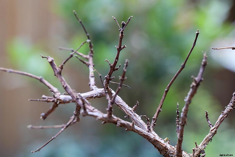 How and When to Transplant Hardy Fuchsia