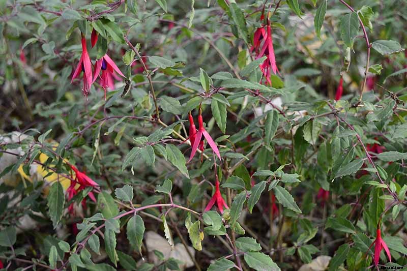 How and When to Transplant Hardy Fuchsia