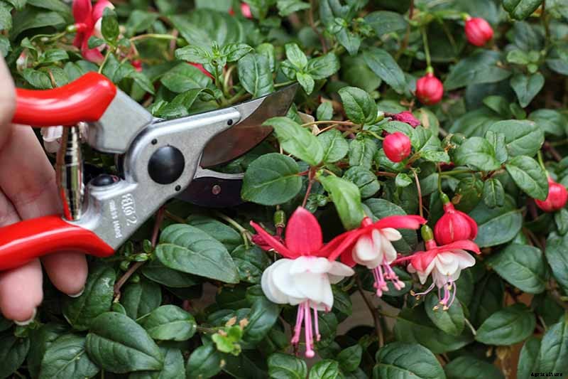 How and When to Transplant Hardy Fuchsia