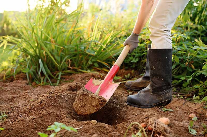 How and When to Transplant Hardy Fuchsia