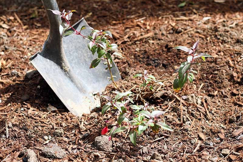 How and When to Transplant Hardy Fuchsia