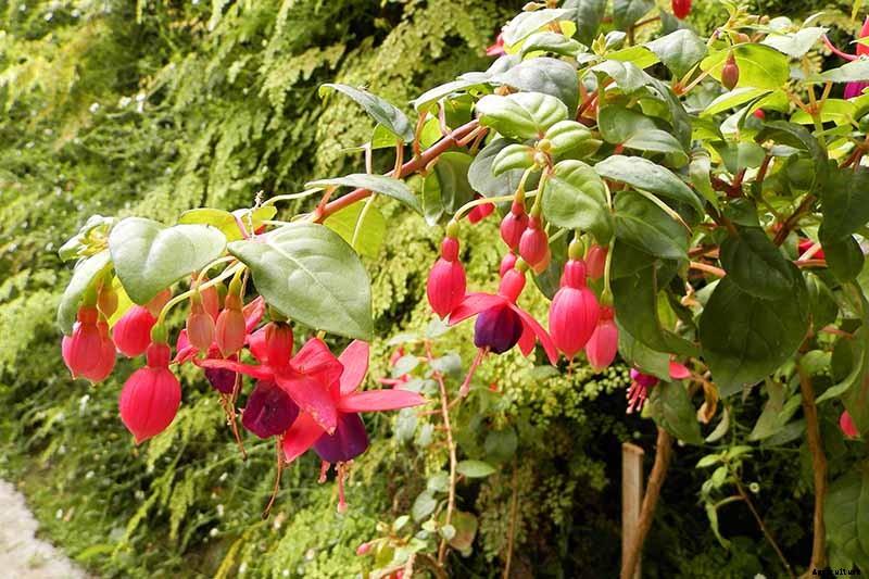 How and When to Transplant Hardy Fuchsia