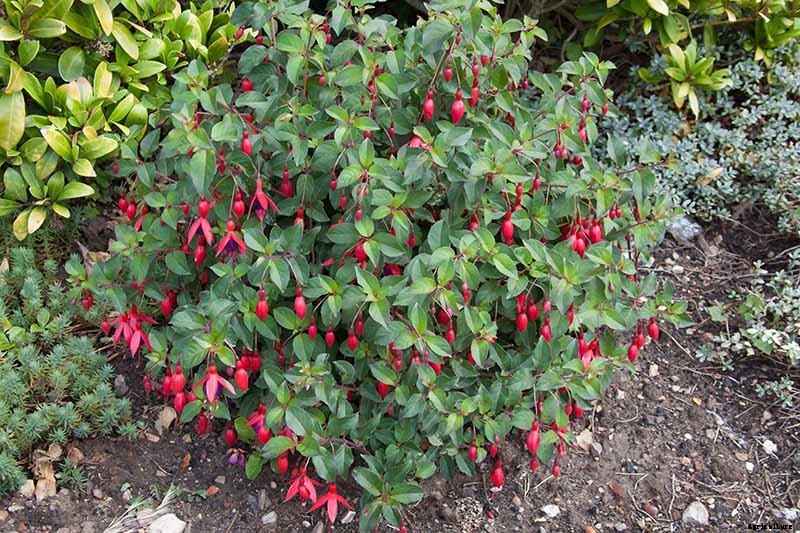 How and When to Transplant Hardy Fuchsia