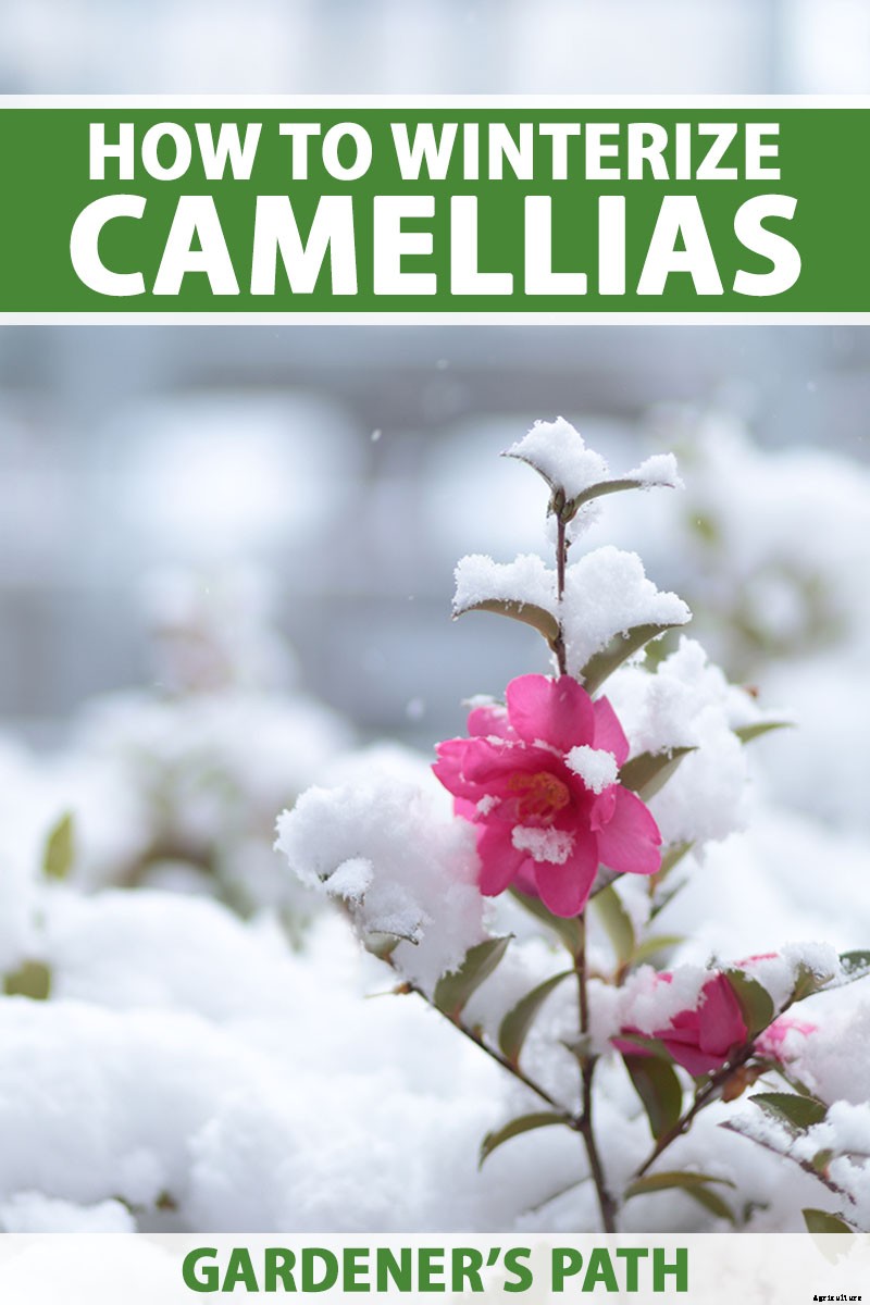 How to Protect Camellias from Winter Cold Damage