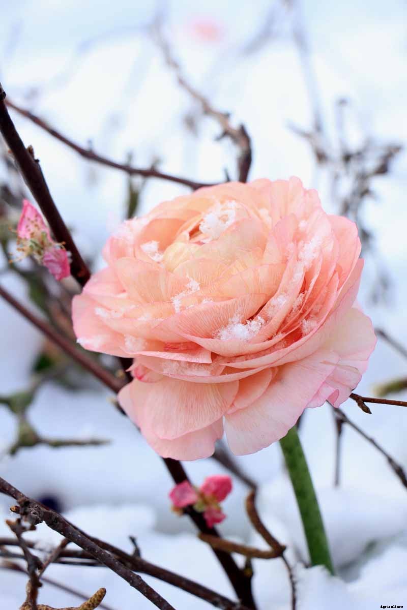 How to Protect Camellias from Winter Cold Damage