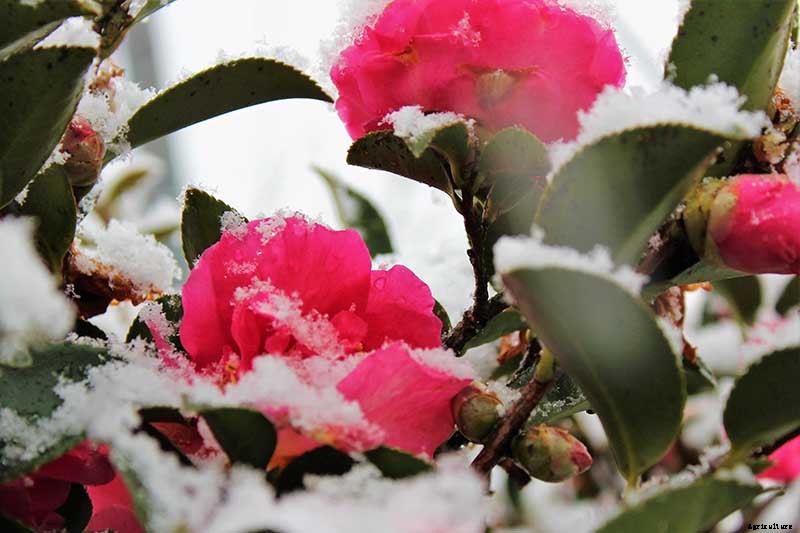 How to Protect Camellias from Winter Cold Damage