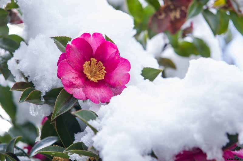 How to Protect Camellias from Winter Cold Damage