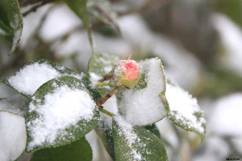 How to Protect Camellias from Winter Cold Damage