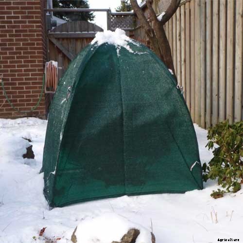 How to Protect Camellias from Winter Cold Damage