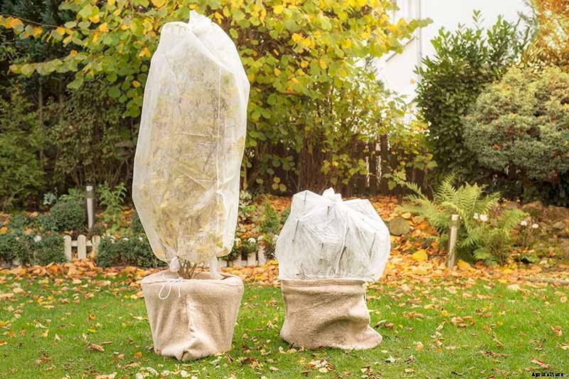 How to Protect Camellias from Winter Cold Damage