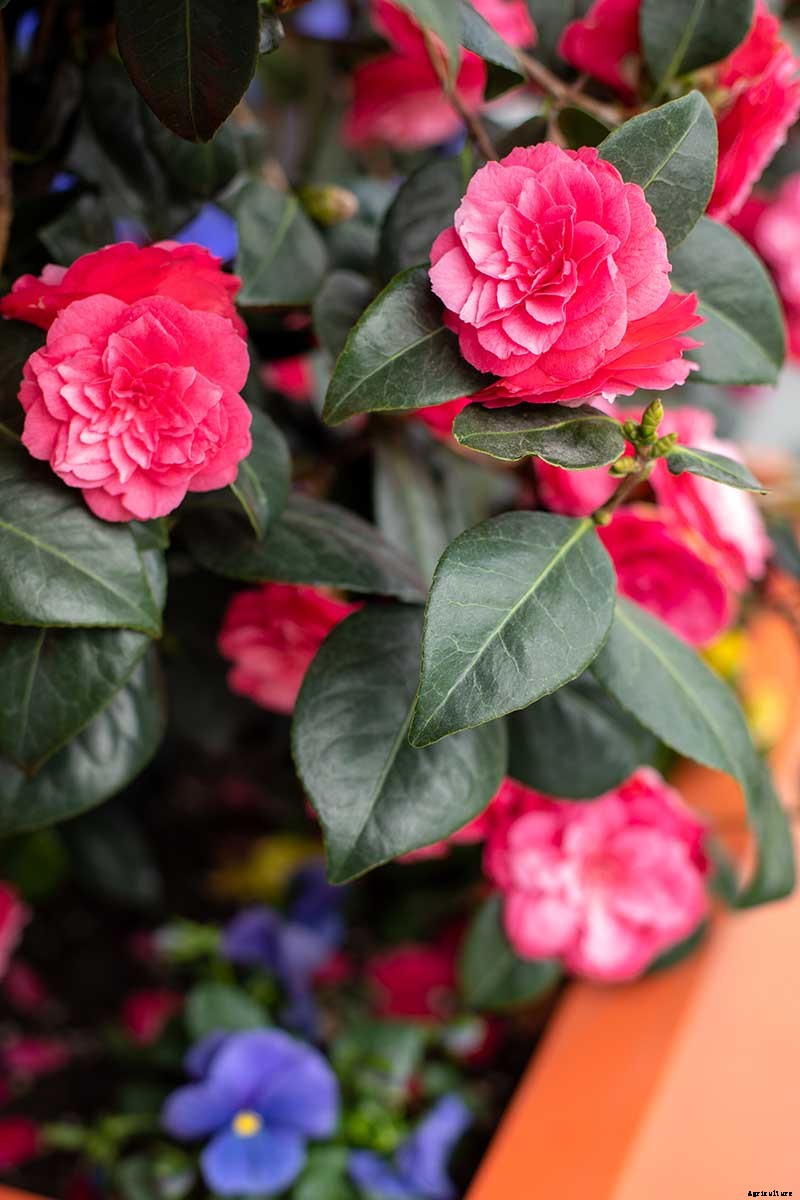 How to Protect Camellias from Winter Cold Damage