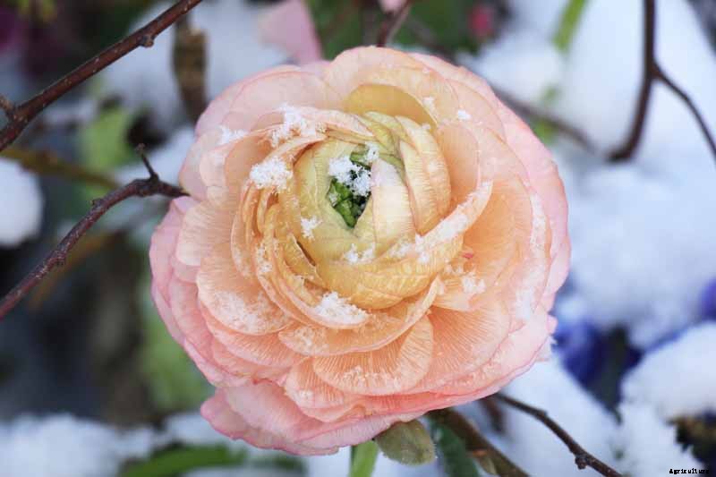 How to Protect Camellias from Winter Cold Damage