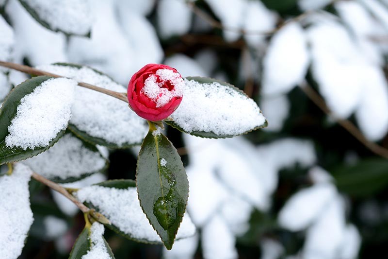 How to Protect Camellias from Winter Cold Damage