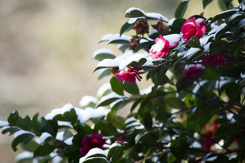 How to Protect Camellias from Winter Cold Damage
