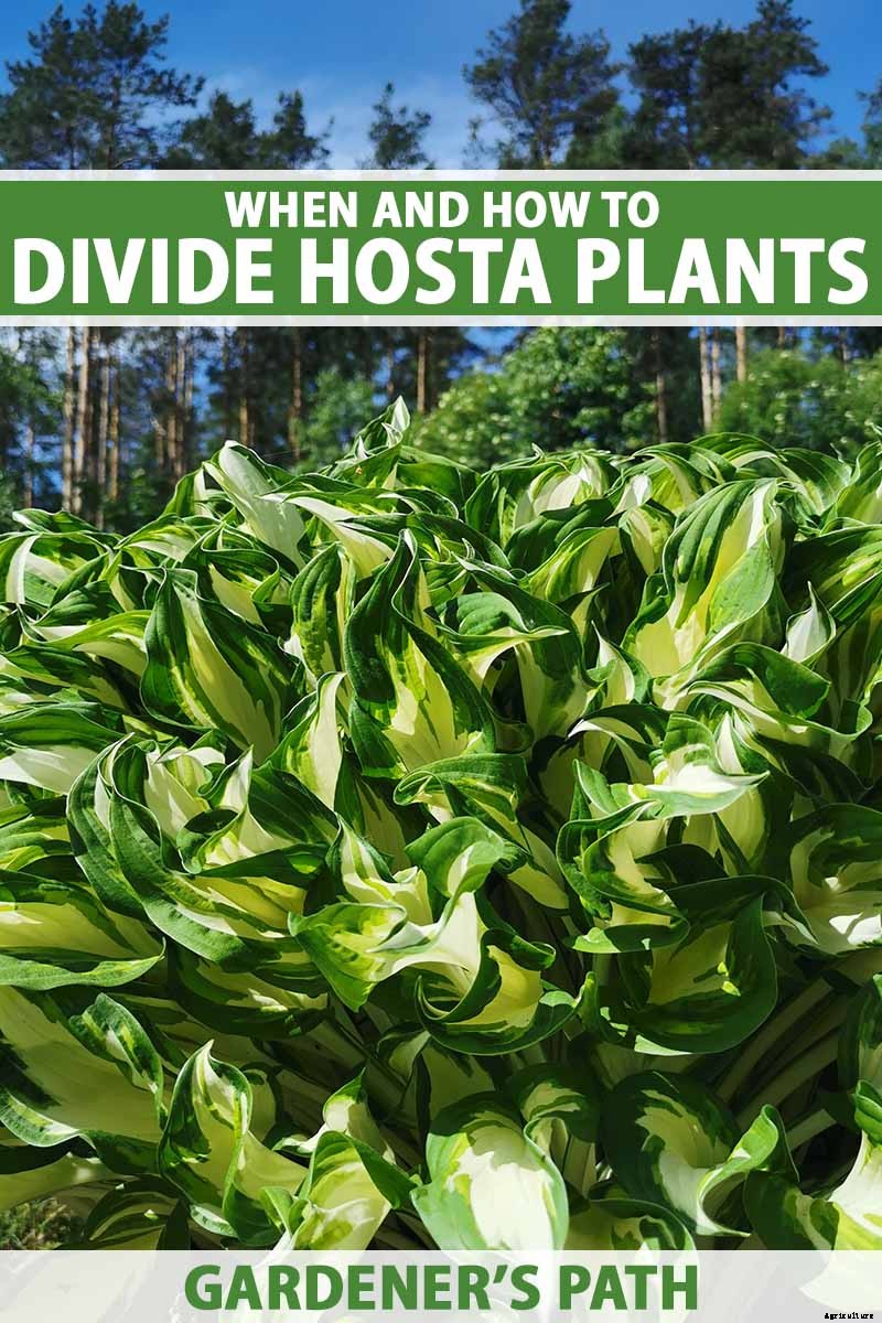 When and How to Divide Hosta Plants