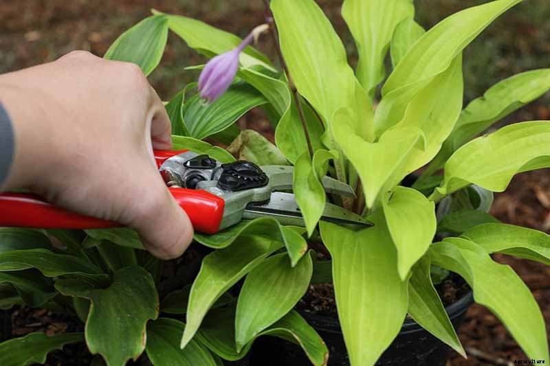 When and How to Divide Hosta Plants