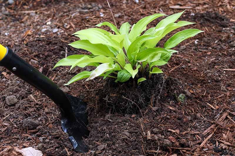When and How to Divide Hosta Plants