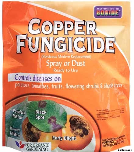 When and How to Divide Hosta Plants