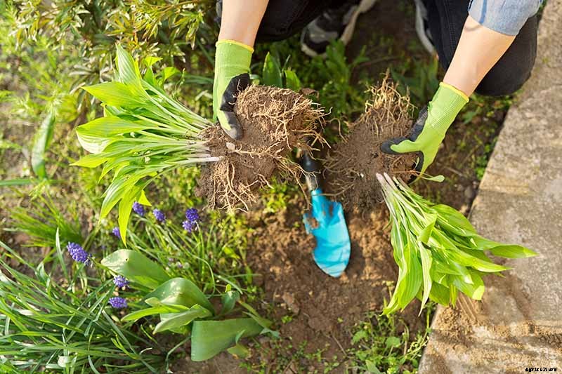 When and How to Divide Hosta Plants