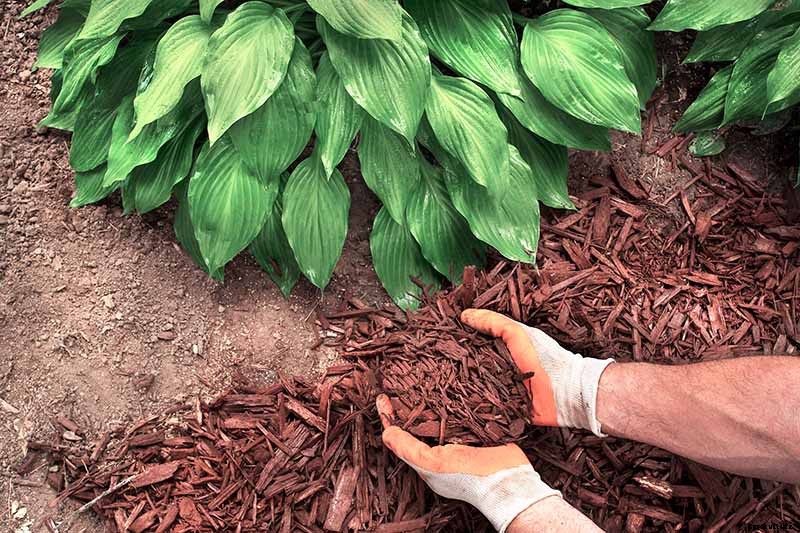 When and How to Divide Hosta Plants
