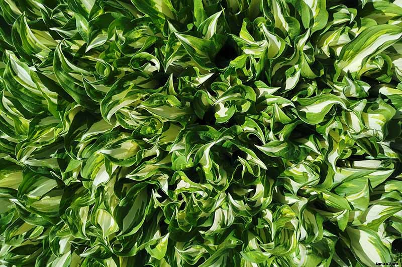 When and How to Divide Hosta Plants