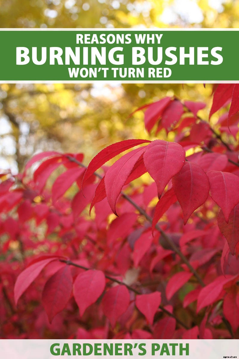 7 Reasons Why Your Burning Bush May Not Turn Red