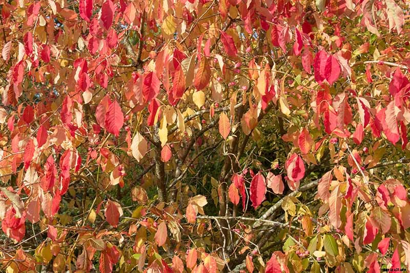 7 Reasons Why Your Burning Bush May Not Turn Red