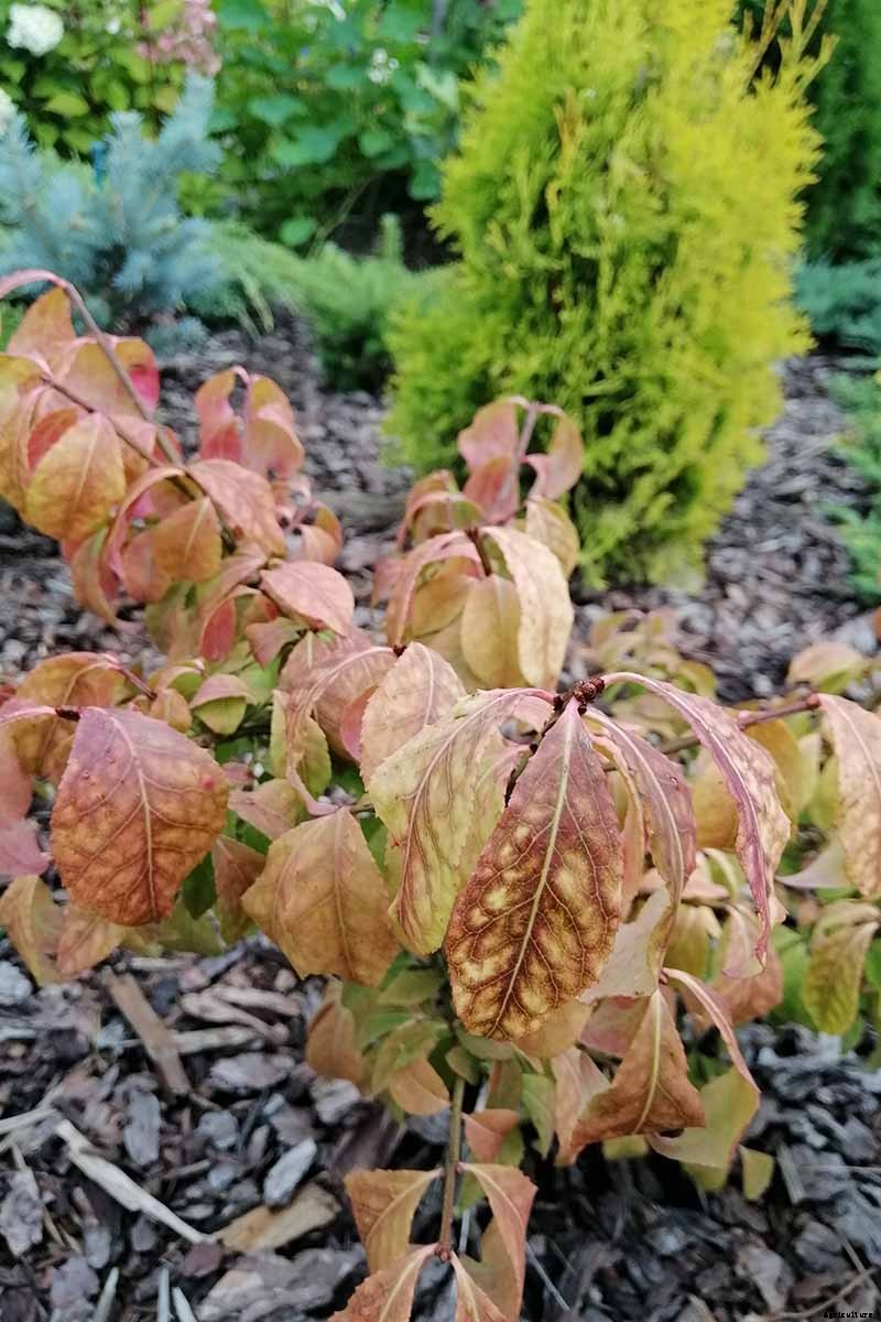 7 Reasons Why Your Burning Bush May Not Turn Red