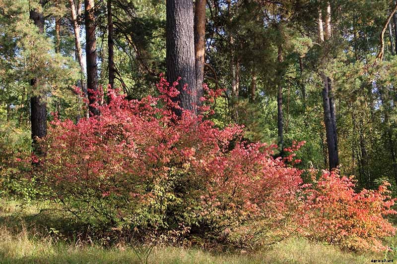 7 Reasons Why Your Burning Bush May Not Turn Red