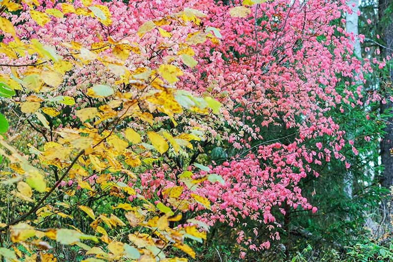 7 Reasons Why Your Burning Bush May Not Turn Red