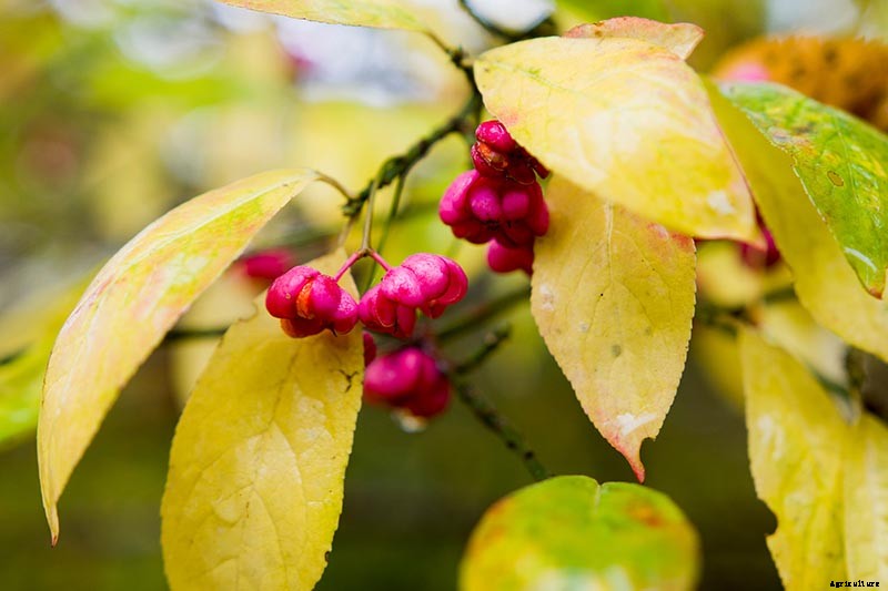 7 Reasons Why Your Burning Bush May Not Turn Red