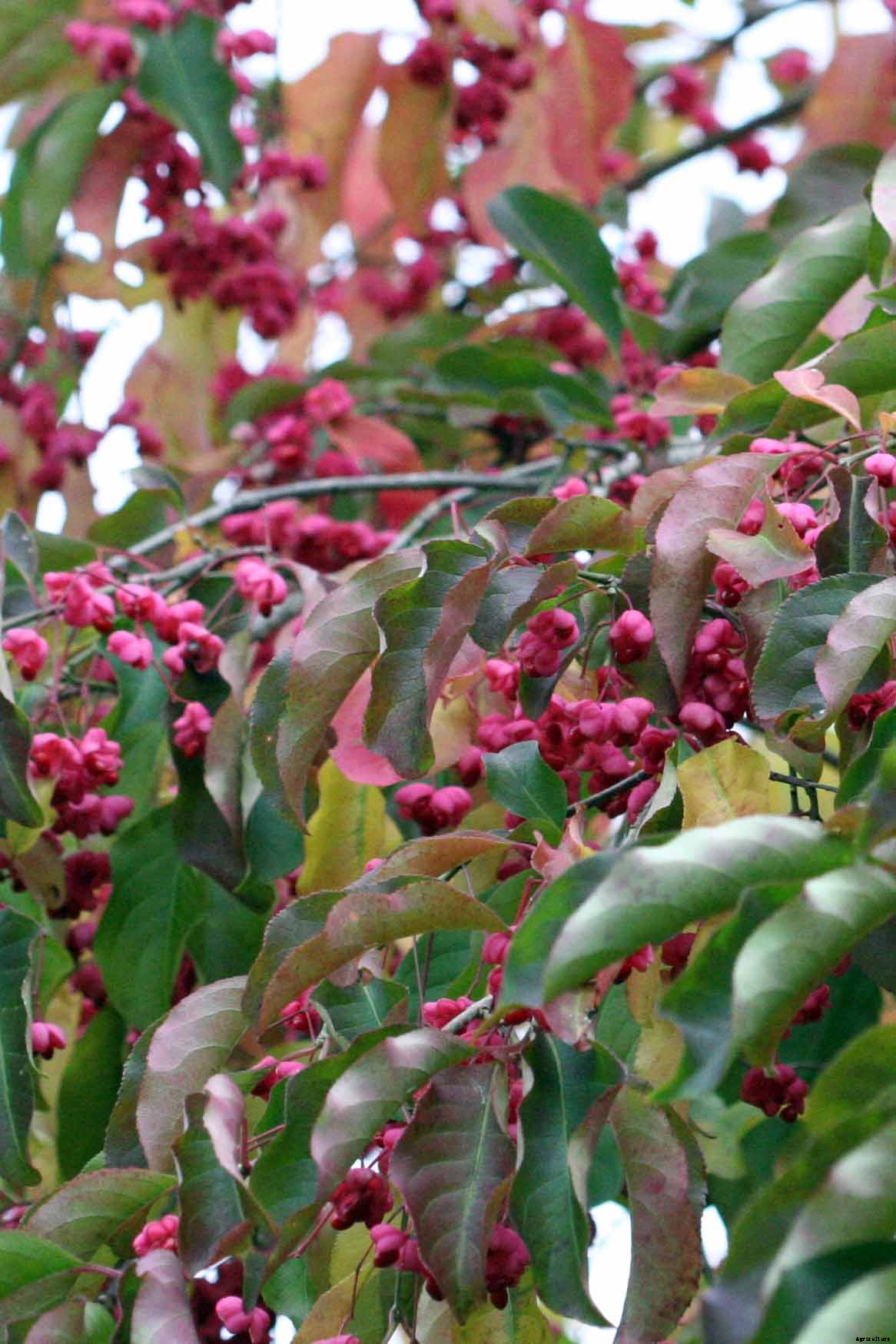 7 Reasons Why Your Burning Bush May Not Turn Red