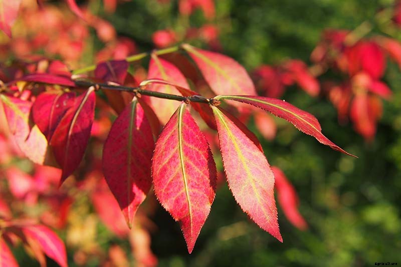 7 Reasons Why Your Burning Bush May Not Turn Red