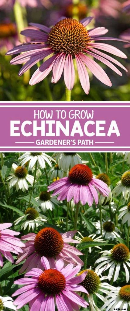 How to Grow and Care for Coneflowers, A Native American Favorite