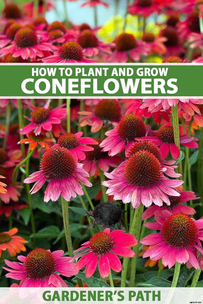 How to Grow and Care for Coneflowers, A Native American Favorite