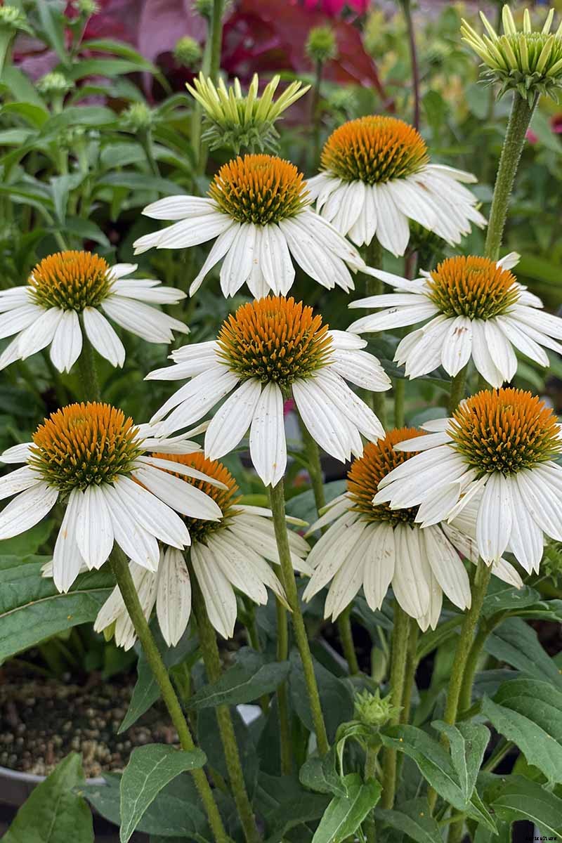 How to Grow and Care for Coneflowers, A Native American Favorite