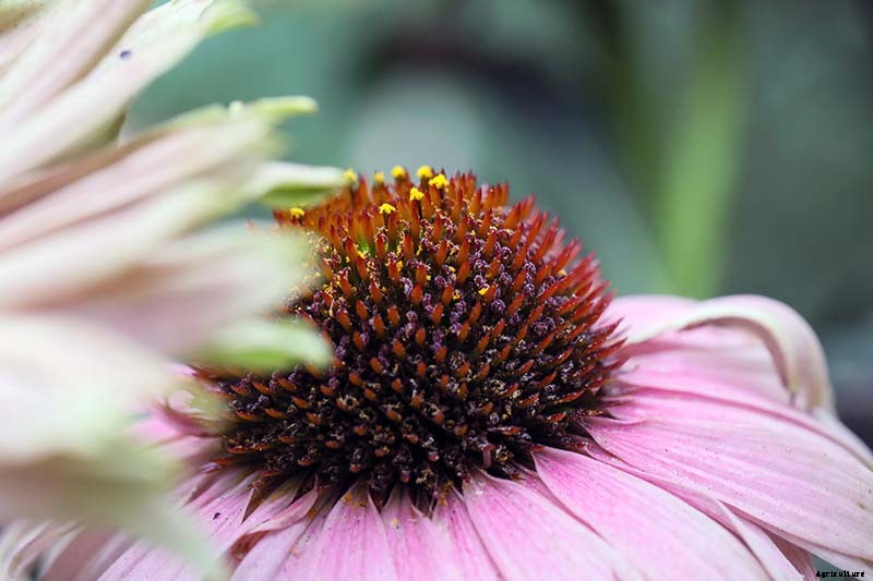 How to Grow and Care for Coneflowers, A Native American Favorite