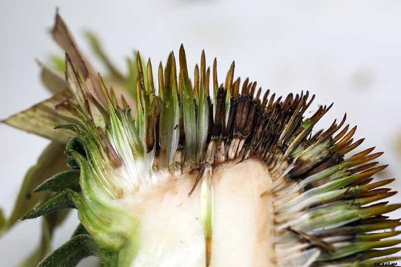 How to Grow and Care for Coneflowers, A Native American Favorite